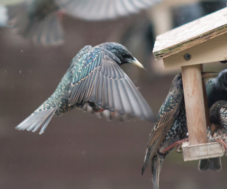 Обои крылья, птицы, клюв, перья, скворец, кормушка, wings, birds, beak, feathers, starling, feeder разрешение 2560x1440 Загрузить