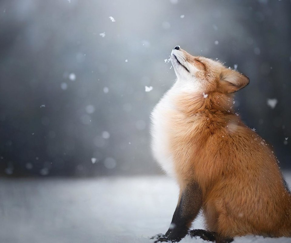 Обои снег, зима, лиса, профиль, лисица, животное, закрытые глаза, snow, winter, fox, profile, animal, closed eyes разрешение 1920x1080 Загрузить