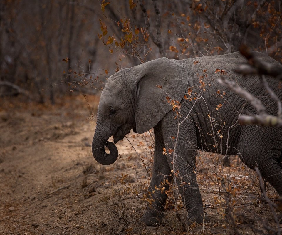 Обои природа, слон, хобот, слоненок, nature, elephant, trunk разрешение 2560x1600 Загрузить