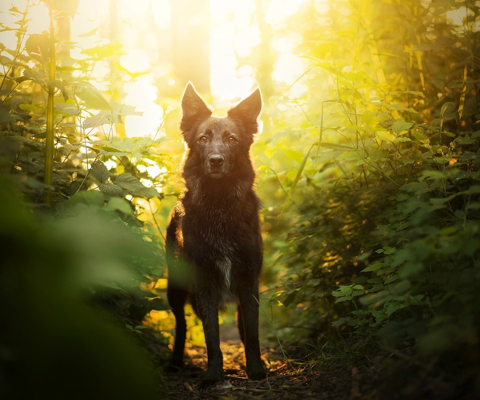 Обои зелень, мордочка, взгляд, собака, боке, элина, greens, muzzle, look, dog, bokeh, elina разрешение 2048x1367 Загрузить