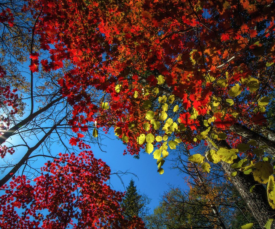 Обои небо, деревья, природа, лес, листья, осень, vitaly berkov, the sky, trees, nature, forest, leaves, autumn разрешение 1920x1200 Загрузить