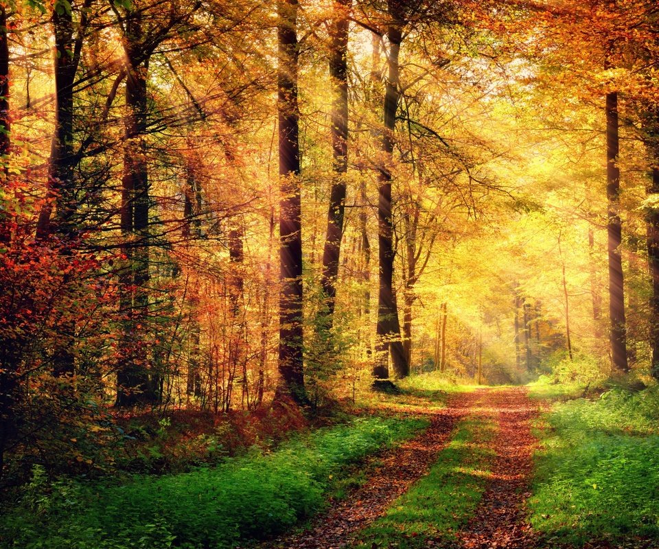 Обои дорога, деревья, природа, лес, осень, солнечные лучи, road, trees, nature, forest, autumn, the sun's rays разрешение 2880x1800 Загрузить