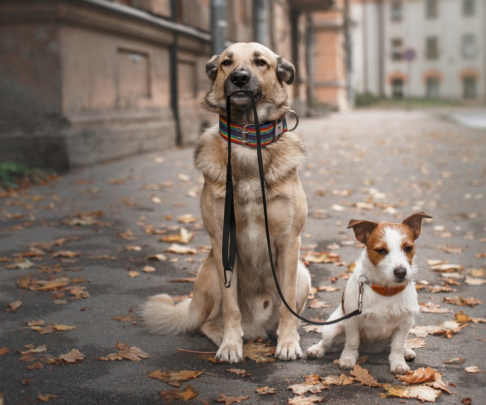 Обои прогулка, ошейник, собаки, поводок, осенние листья, walk, collar, dogs, leash, autumn leaves разрешение 1920x1200 Загрузить