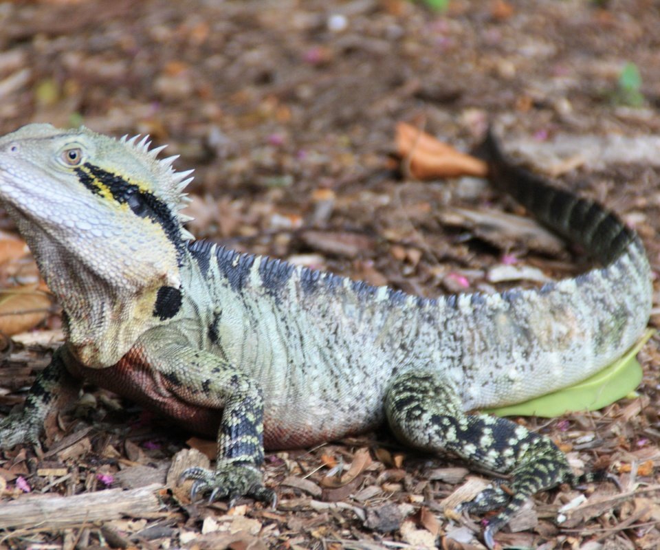 Обои ящерица, австралия, рептилия, игуана, lizard, australia, reptile, iguana разрешение 3888x2592 Загрузить