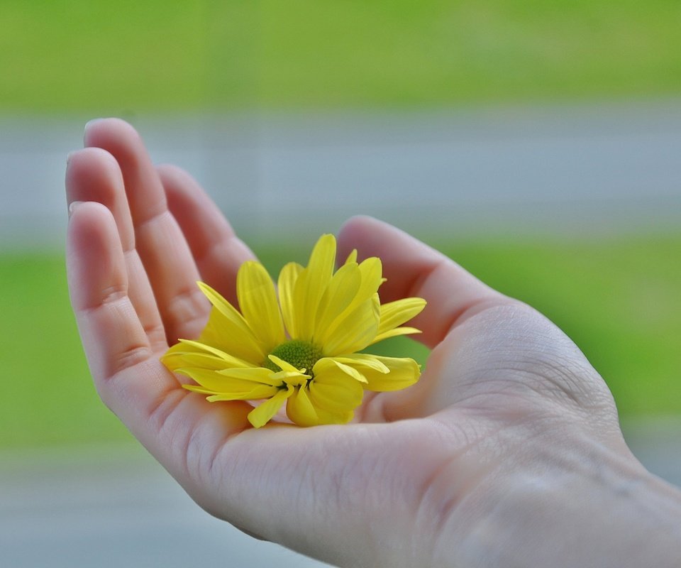 Обои желтый, рука, цветок, лепестки, пальцы, ладонь, yellow, hand, flower, petals, fingers, palm разрешение 4928x3264 Загрузить