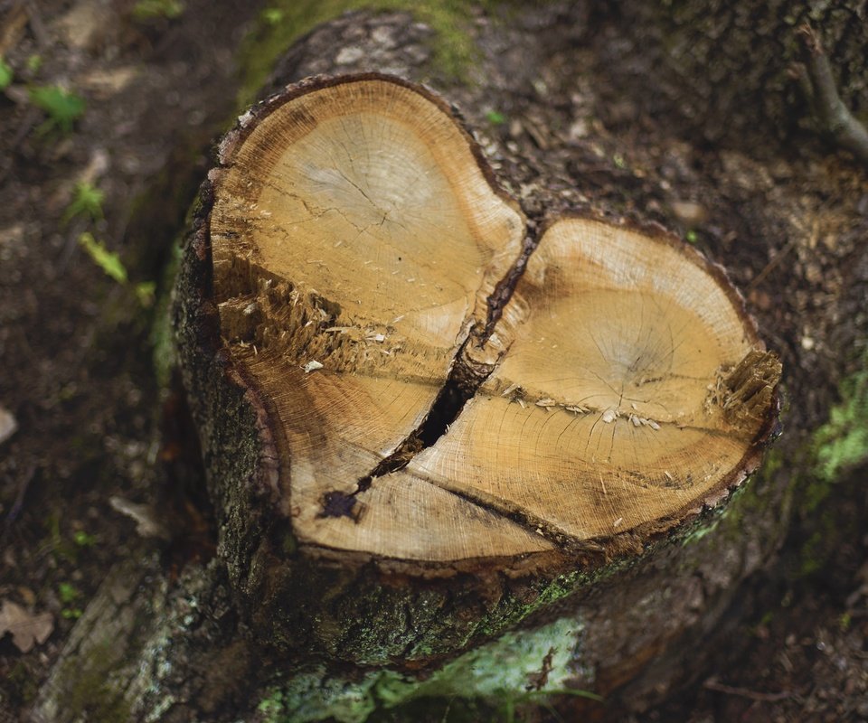 Обои природа, дерево, фон, сердце, пень, пенек, nature, tree, background, heart, stump разрешение 2048x1365 Загрузить