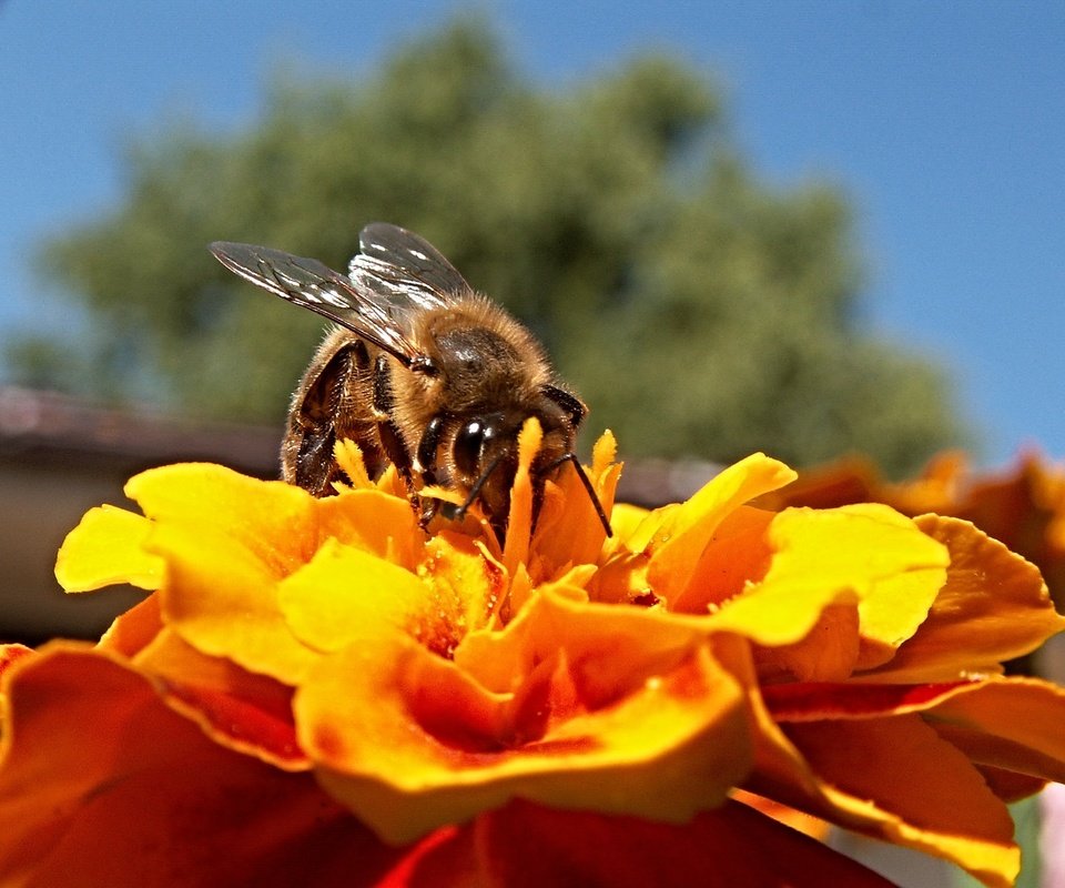 Обои небо, дерево, насекомое, цветок, пчела, the sky, tree, insect, flower, bee разрешение 2272x1704 Загрузить