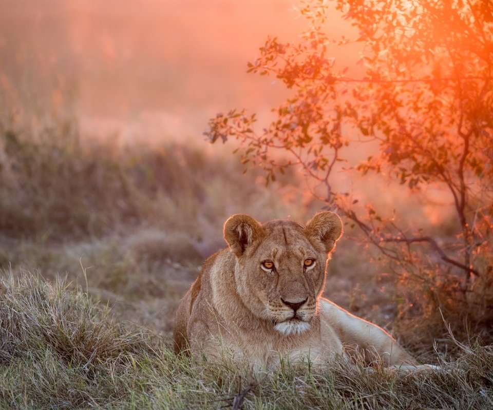 Обои морда, закат, взгляд, большая кошка, лев, львица, face, sunset, look, big cat, leo, lioness разрешение 2500x1667 Загрузить