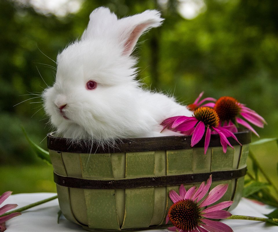 Обои цветы, ушки, кролик, животное, корзинка, зайчик, ведро, flowers, ears, rabbit, animal, basket, bunny, bucket разрешение 2048x1365 Загрузить