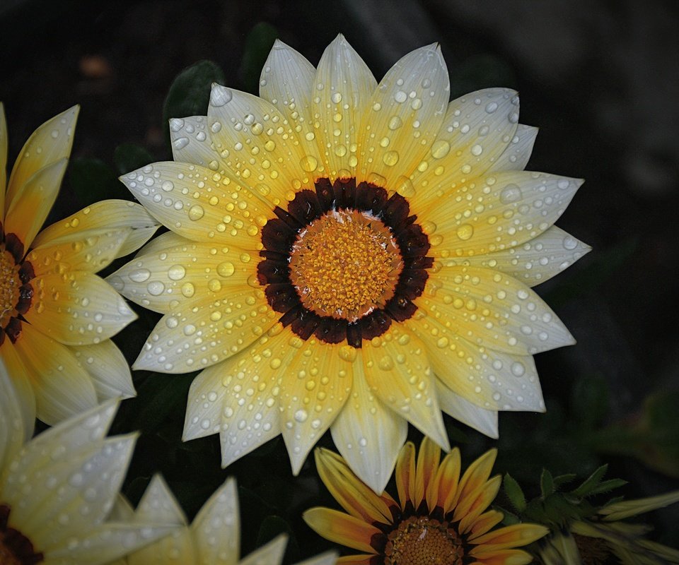 Обои цветы, макро, капли, лепестки, черный фон, газания, flowers, macro, drops, petals, black background, gazania разрешение 6000x4000 Загрузить