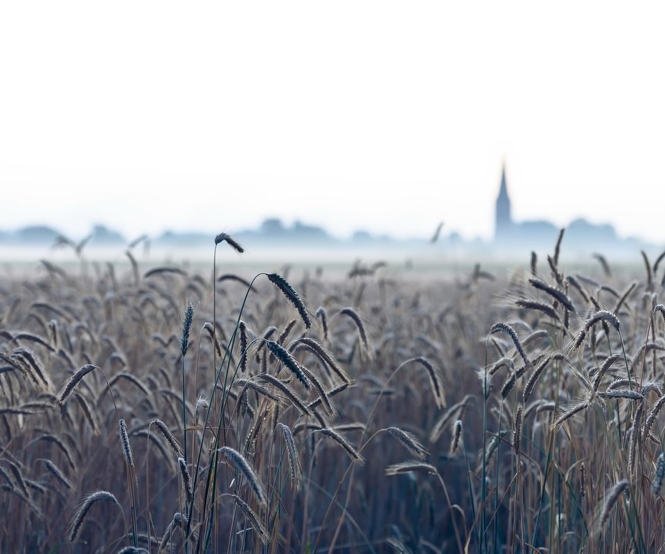 Обои природа, туман, поле, колосья, пшеница, nature, fog, field, ears, wheat разрешение 2048x1367 Загрузить