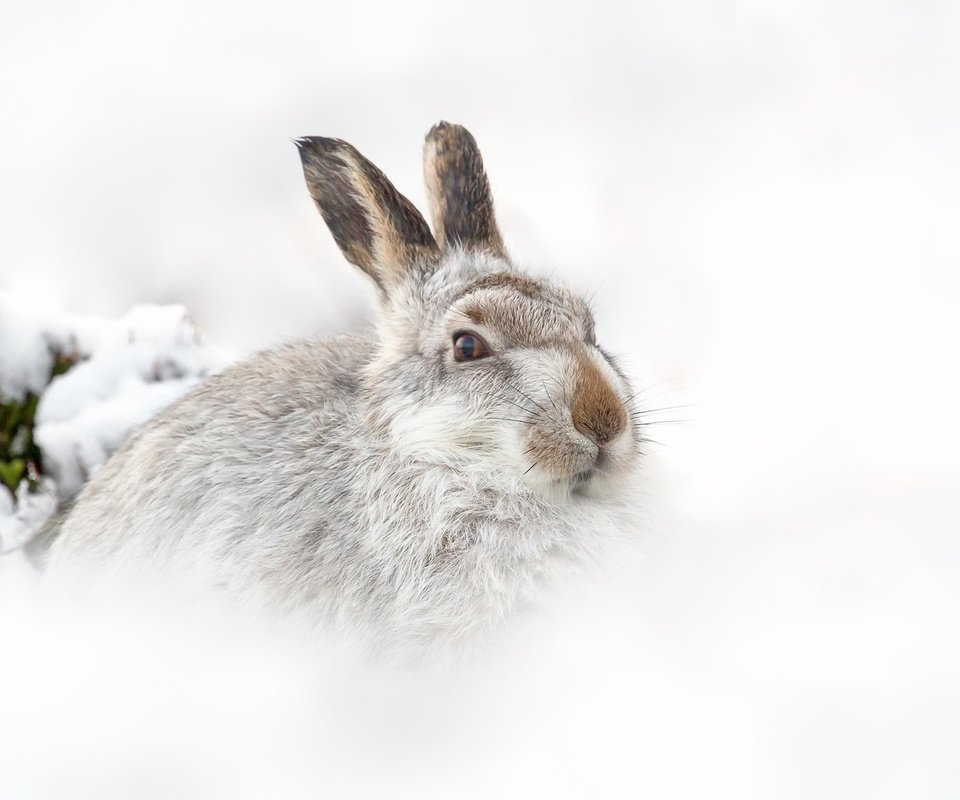 Обои снег, природа, зима, фон, заяц, snow, nature, winter, background, hare разрешение 1920x1200 Загрузить