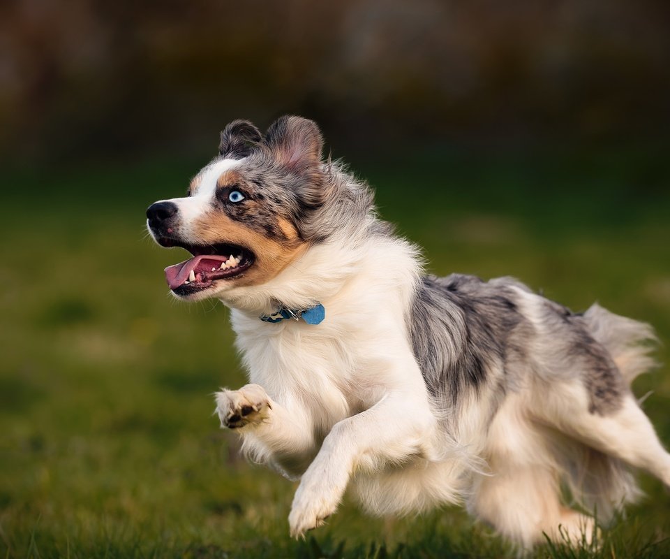 Обои собака, друг, австралийская овчарка, dog, each, australian shepherd разрешение 2048x1365 Загрузить