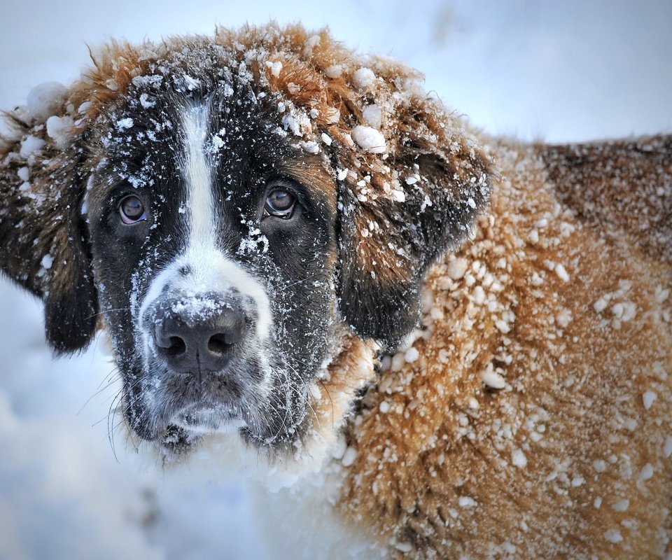 Обои морда, снег, зима, взгляд, собака, сенбернар, face, snow, winter, look, dog, st. bernard разрешение 3336x2222 Загрузить