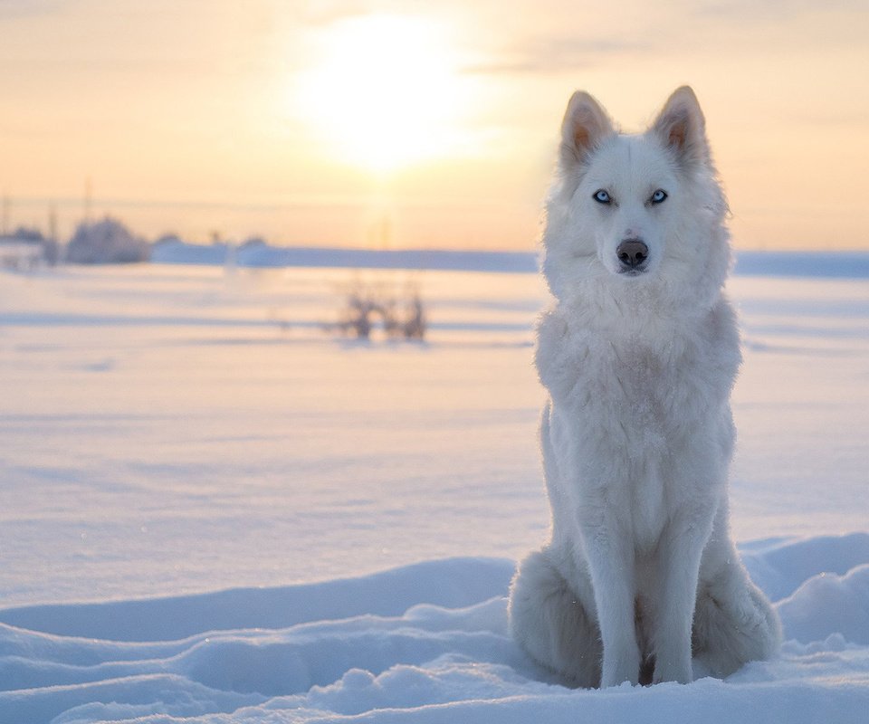 Обои снег, зима, собака, лайка, snow, winter, dog, laika разрешение 1920x1200 Загрузить