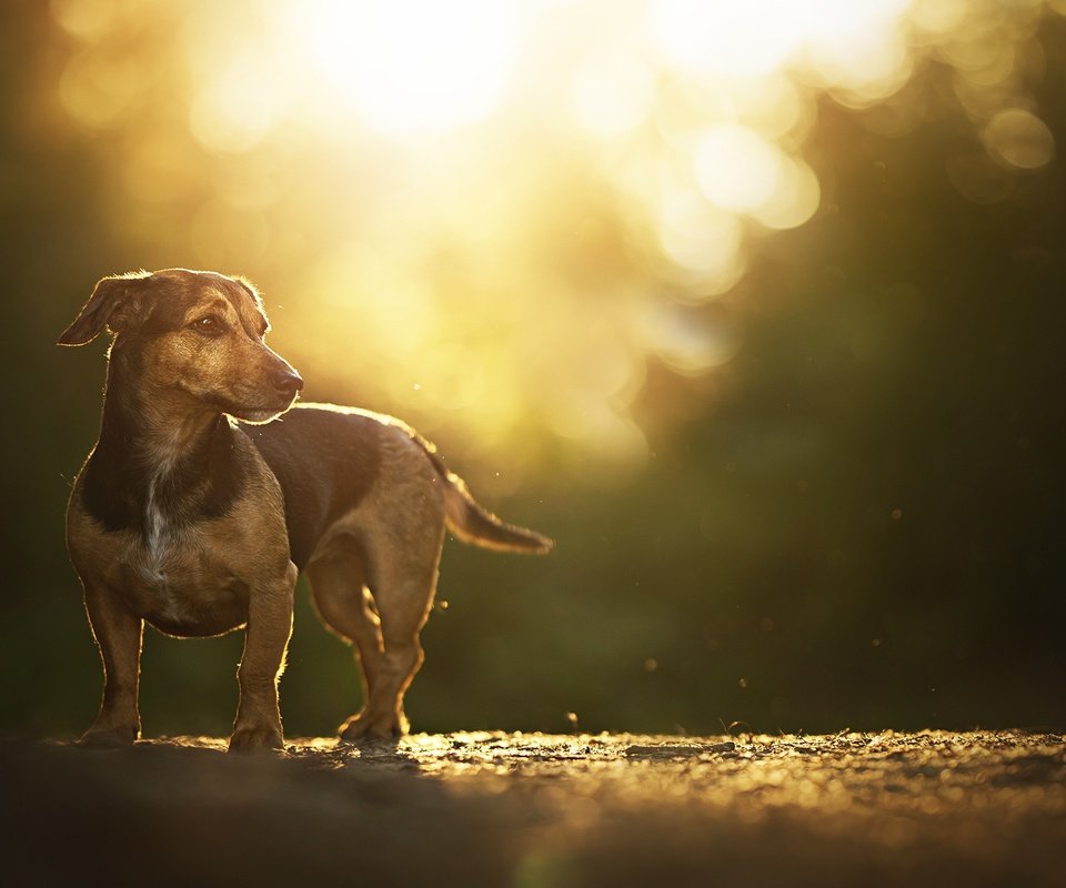 Обои дорога, закат солнца, блики, такса, собачка, боке, road, sunset, glare, dachshund, dog, bokeh разрешение 2048x1200 Загрузить