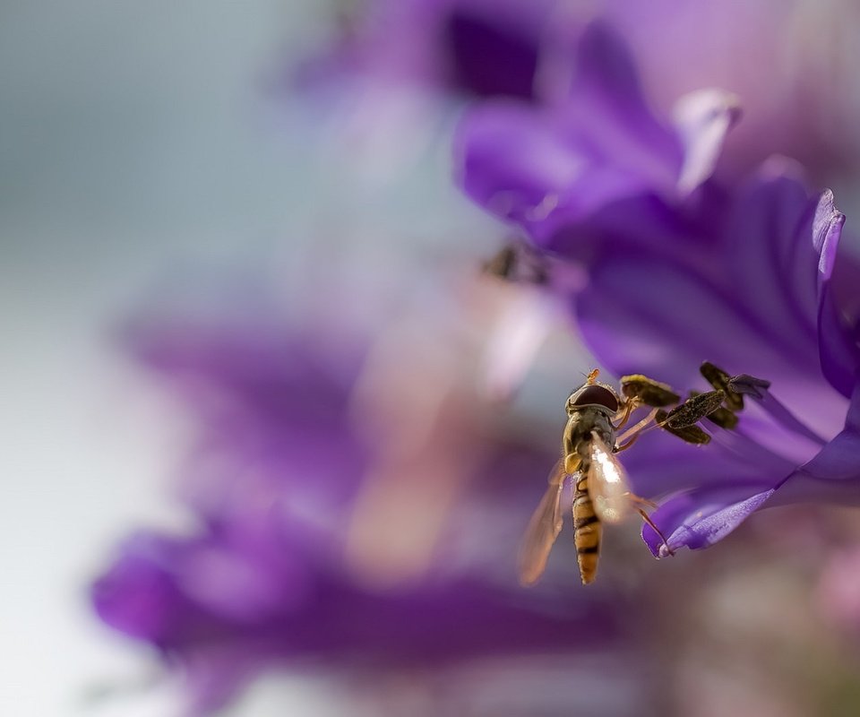 Обои фон, цветок, крылья, размытость, оса, жало, background, flower, wings, blur, osa, sting разрешение 2072x1080 Загрузить