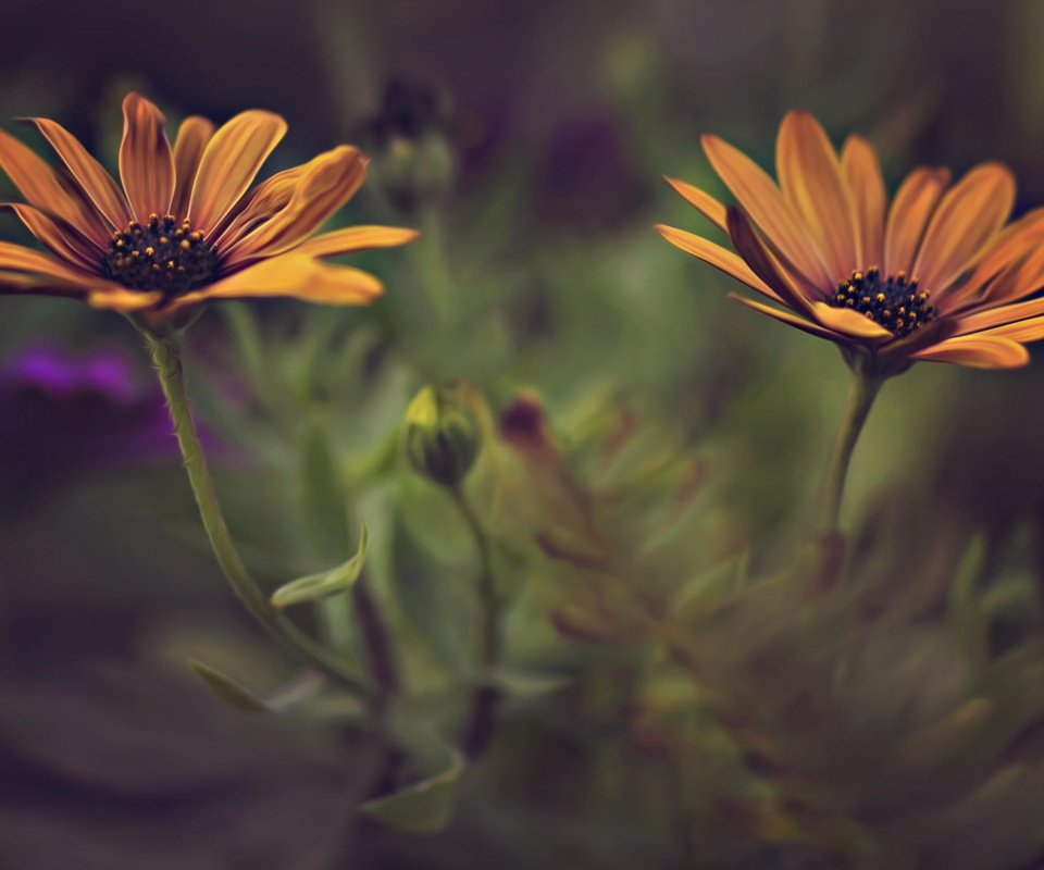 Обои цветы, лепестки, размытость, стебли, dina telhami, остеоспермум, flowers, petals, blur, stems, osteospermum разрешение 2048x1365 Загрузить