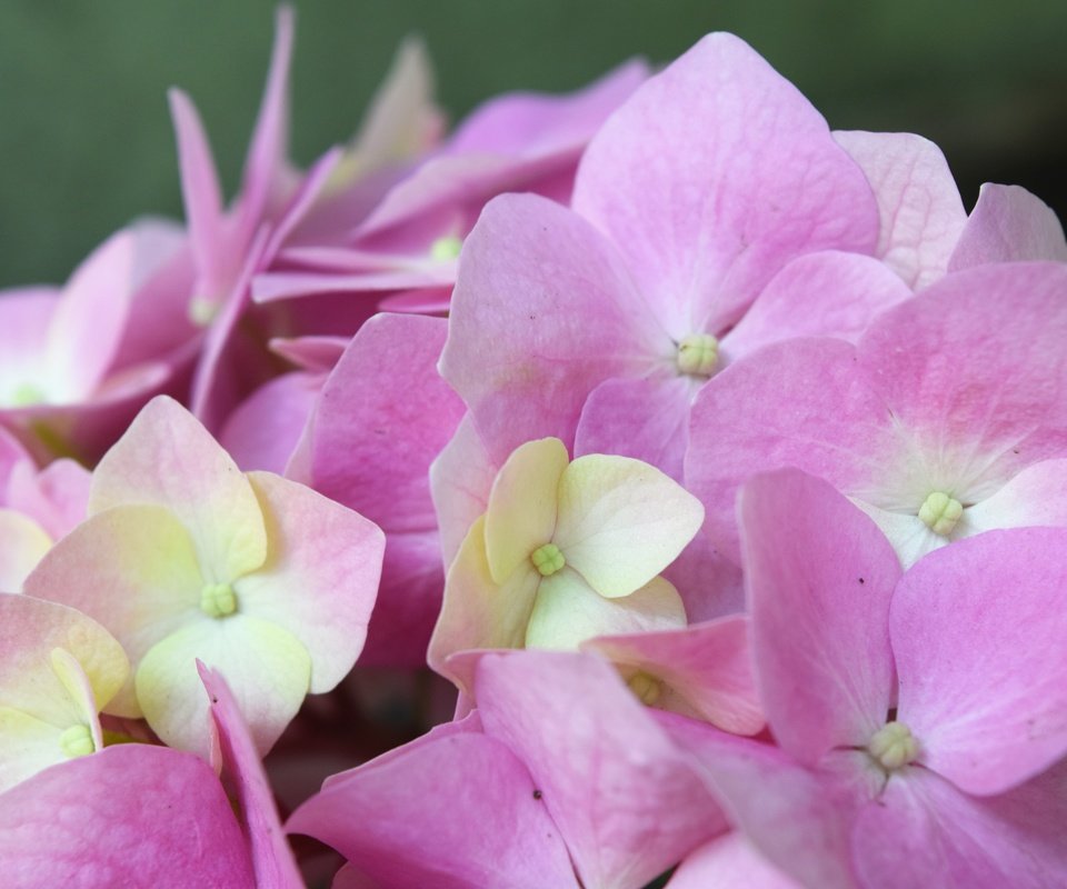 Обои цветок, розовый, нежный, гортензия, flower, pink, gentle, hydrangea разрешение 6000x4000 Загрузить
