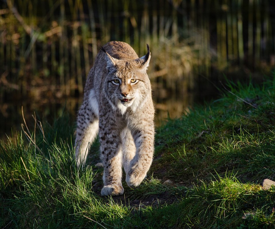 Обои морда, трава, рысь, лапы, хищник, большая кошка, face, grass, lynx, paws, predator, big cat разрешение 2560x1600 Загрузить