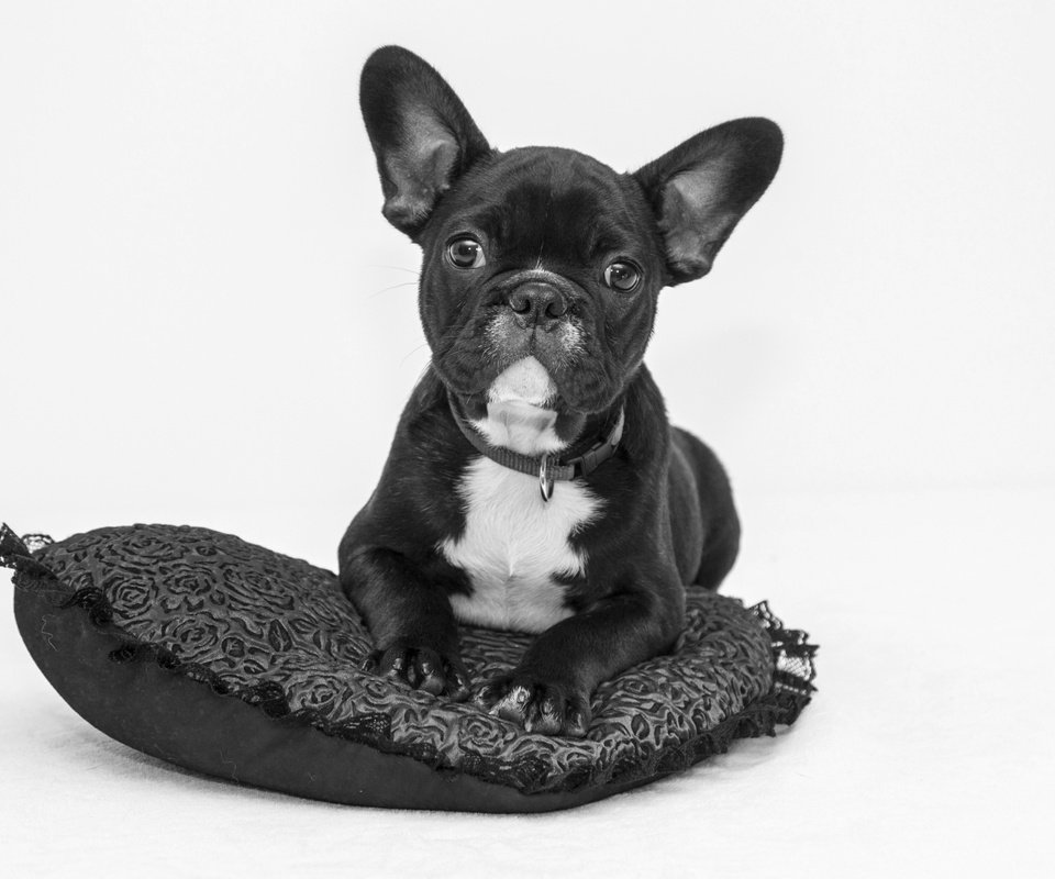 Обои чёрно-белое, собака, щенок, подушка, бульдог, французский бульдог, black and white, dog, puppy, pillow, bulldog, french bulldog разрешение 1920x1280 Загрузить