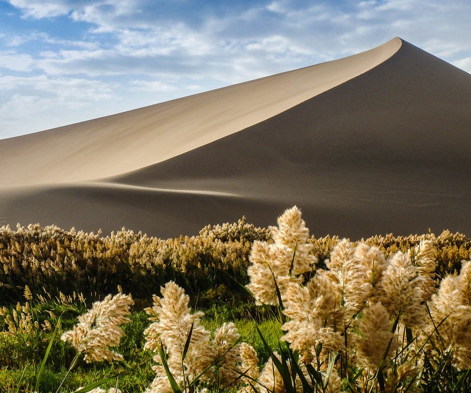 Обои природа, растения, песок, пустыня, дюна, nature, plants, sand, desert, dune разрешение 3840x2400 Загрузить