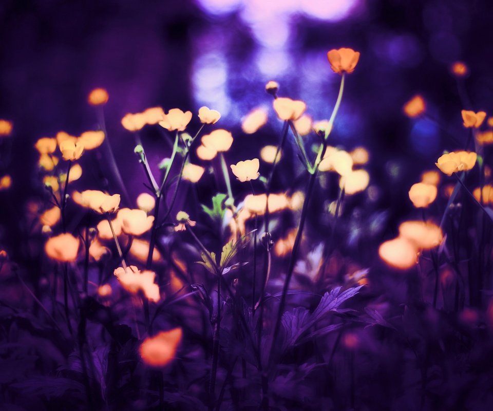 Обои свет, цветы, фон, маки, размытость, by schafsheep, schafsheep, light, flowers, background, maki, blur разрешение 2184x1456 Загрузить