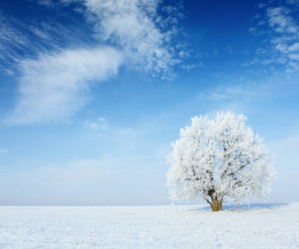 Обои небо, облака, снег, природа, дерево, зима, пейзаж, иней, the sky, clouds, snow, nature, tree, winter, landscape, frost разрешение 2880x1800 Загрузить