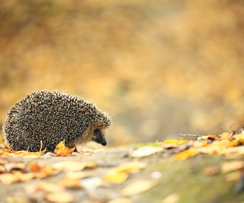 Обои листья, осень, ежик, еж, leaves, autumn, hedgehog разрешение 1920x1200 Загрузить