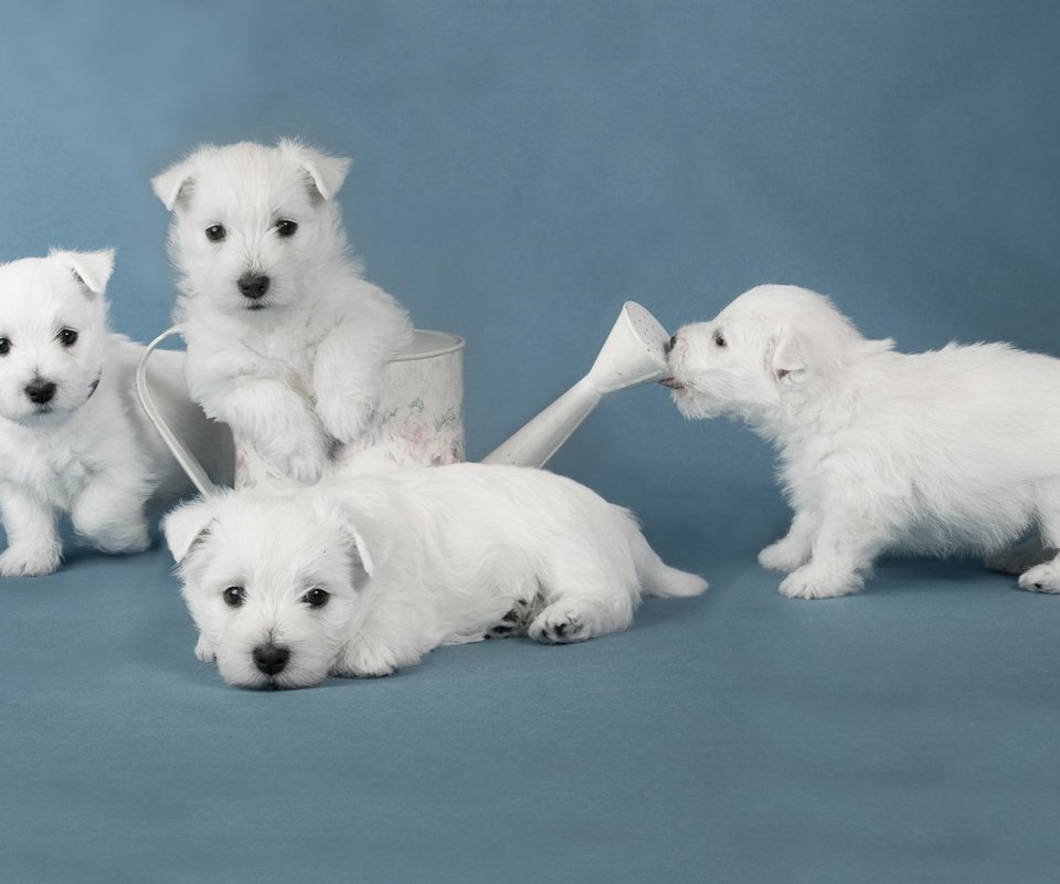 Обои взгляд, щенки, собаки, мордочки, лейка, вест-хайленд-уайт-терьер, look, puppies, dogs, faces, lake, the west highland white terrier разрешение 1920x1200 Загрузить