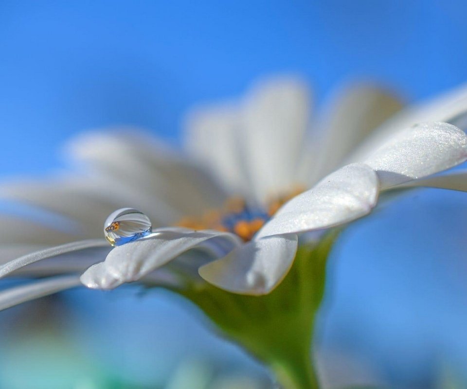 Обои небо, макро, цветок, капля, лепестки, белый, ромашка, aylin in the dropland, the sky, macro, flower, drop, petals, white, daisy разрешение 2097x1080 Загрузить