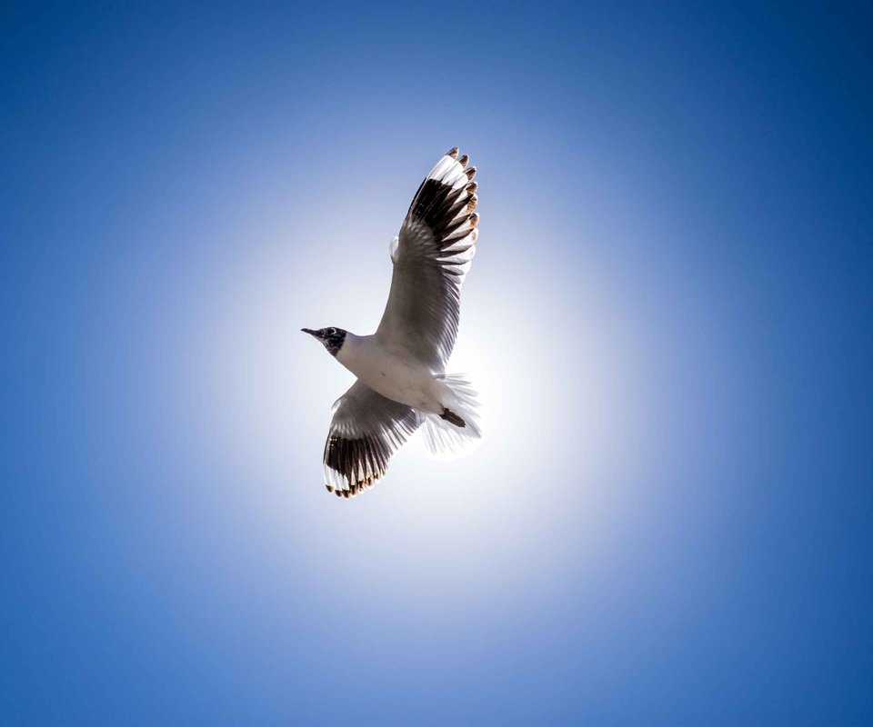 Обои полет, крылья, чайка, птица, клюв, перья, голубое небо, flight, wings, seagull, bird, beak, feathers, blue sky разрешение 3000x2000 Загрузить