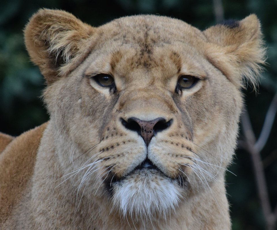 Обои морда, взгляд, хищник, лев, львица, дикая кошка, face, look, predator, leo, lioness, wild cat разрешение 3915x2610 Загрузить