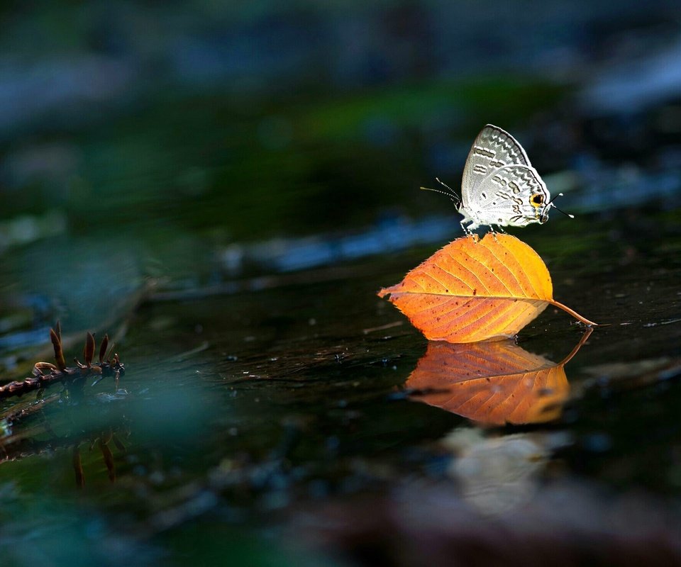 Обои вода, насекомое, бабочка, крылья, лист, water, insect, butterfly, wings, sheet разрешение 2048x1477 Загрузить