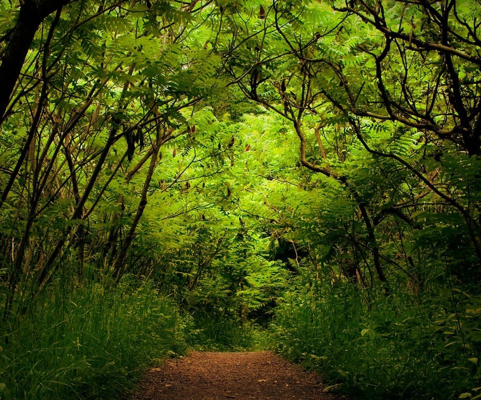 Обои деревья, зелень, лес, дорожка, кусты, trees, greens, forest, track, the bushes разрешение 1920x1080 Загрузить