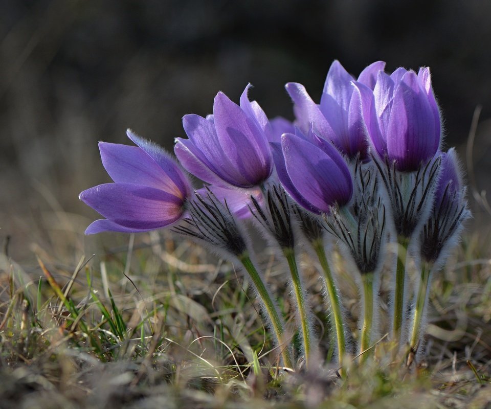 Обои весна, подснежники, сон-трава, прострел, spring, snowdrops, sleep-grass, cross разрешение 2048x1365 Загрузить