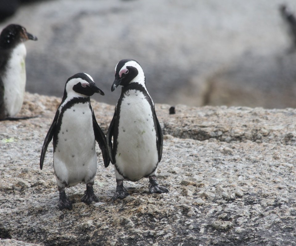 Обои пингвин, пингвины, очковый пингвин, penguin, penguins разрешение 2592x1728 Загрузить