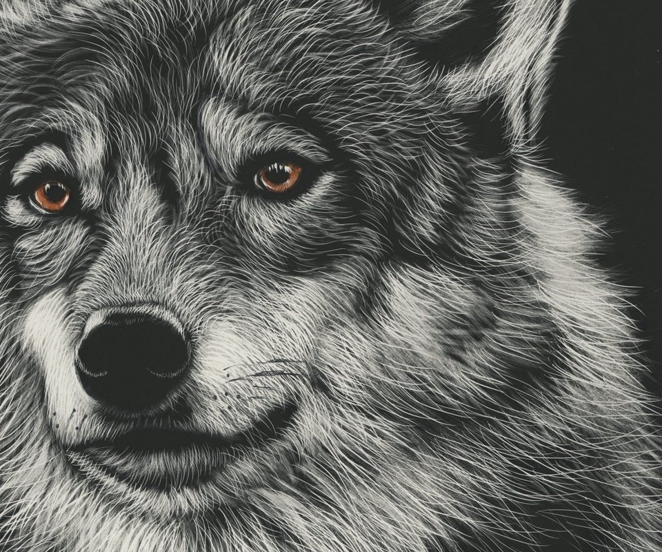 Обои морда, арт, рисунок, взгляд, волк, face, art, figure, look, wolf разрешение 1920x1080 Загрузить