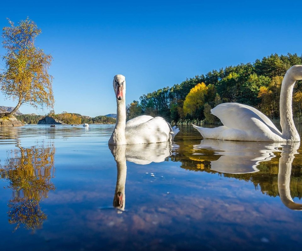 Обои озеро, природа, отражение, птицы, лебеди, лебедь, белый лебедь, lake, nature, reflection, birds, swans, swan, white swan разрешение 2048x1152 Загрузить