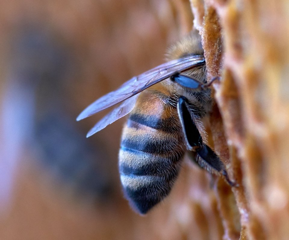 Обои макро, насекомое, соты, пчела, мед, macro, insect, cell, bee, honey разрешение 1920x1080 Загрузить
