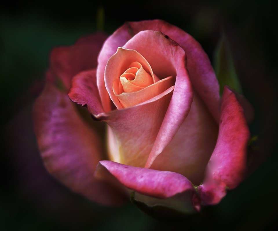 Обои цветение, роза, лепестки, flowering, rose, petals разрешение 1950x1296 Загрузить