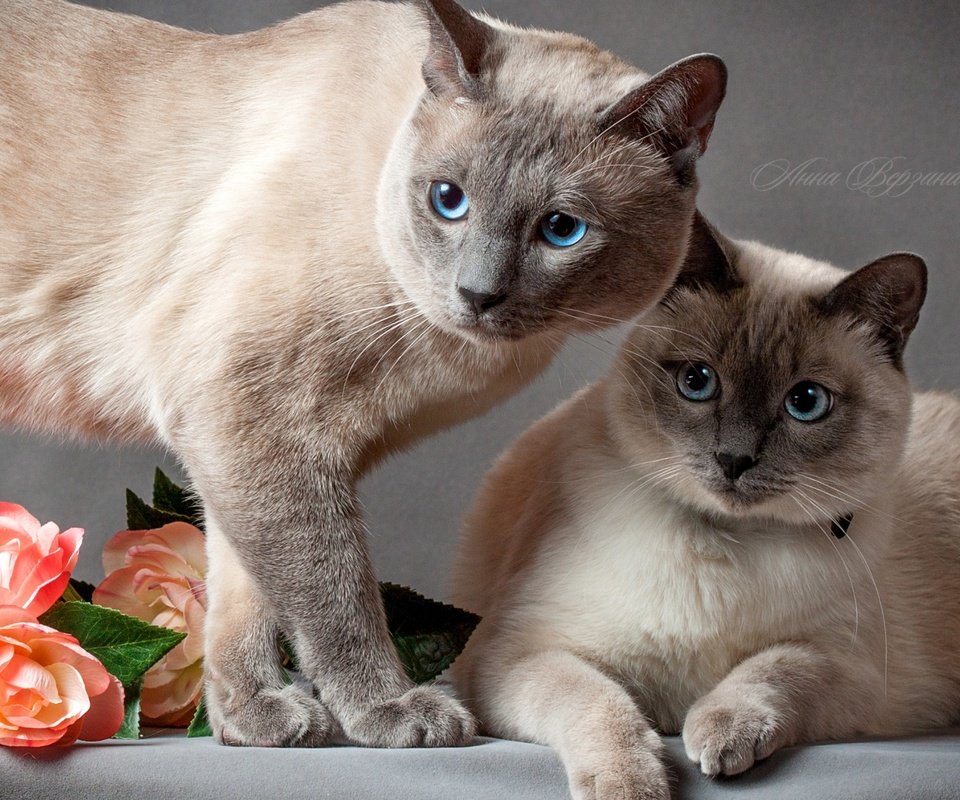 Обои цветы, кот, коты, пара, кошки, тайский кот, тайская кошка, flowers, cat, cats, pair разрешение 1920x1080 Загрузить