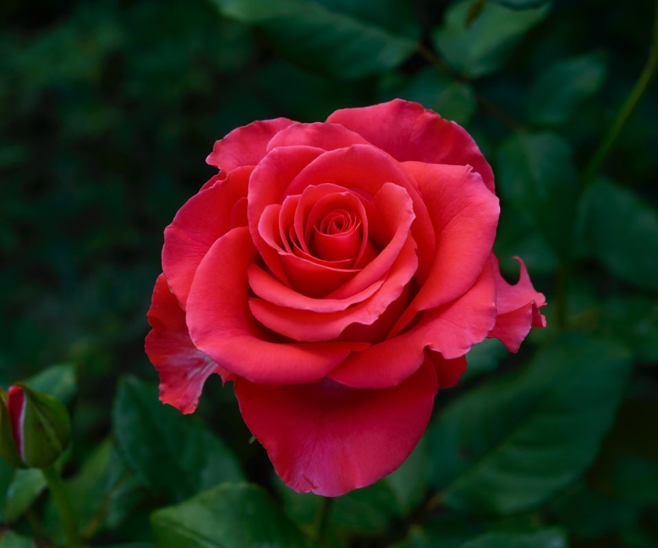 Обои листья, цветок, роза, красная, темный фон, розовая, leaves, flower, rose, red, the dark background, pink разрешение 6016x4000 Загрузить