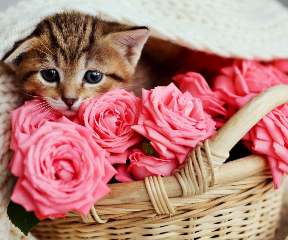 Обои кот, розы, кошка, котенок, розовые, малыш, корзинка, cat, roses, kitty, pink, baby, basket разрешение 5760x3821 Загрузить