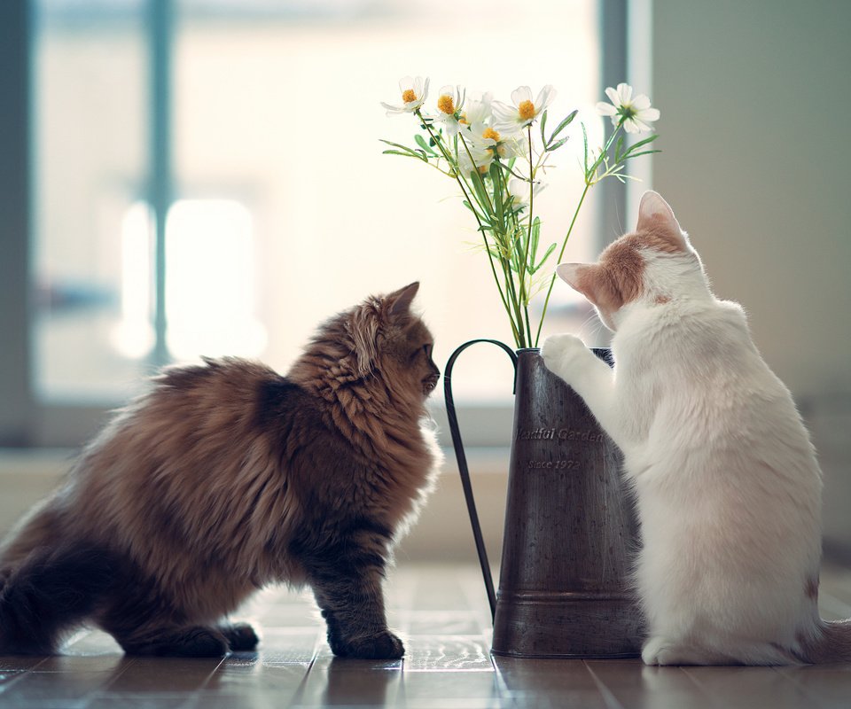 Обои цветы, кот, кошки, дэйзи, бенджамин тород, ханна, flowers, cat, cats, daisy, benjamin torod, hannah разрешение 2048x1353 Загрузить