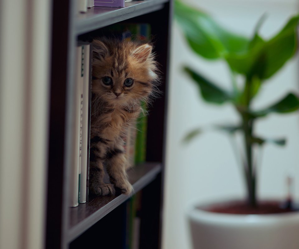 Обои кошка, книги, ben torode, дейзи, cat, books, daisy разрешение 2048x1414 Загрузить