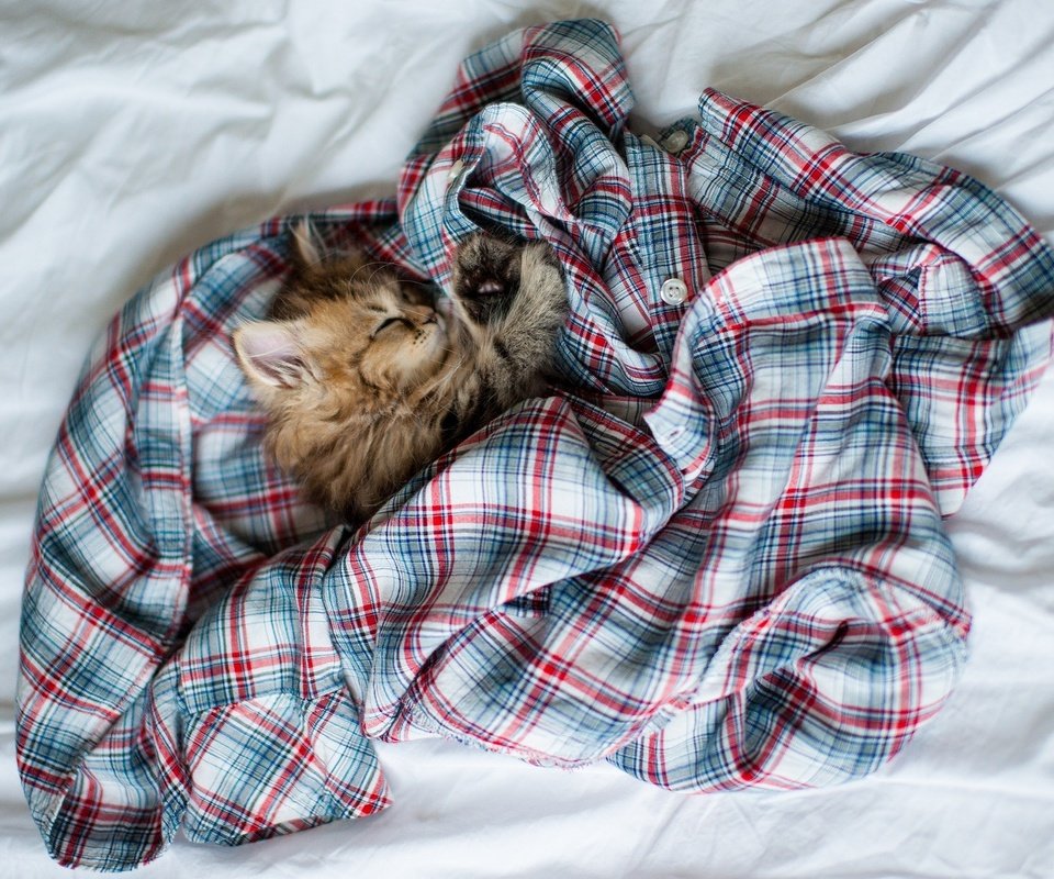 Обои кот, кошка, котенок, пушистый, кровать, рубашка, ben torode, дейзи, cat, kitty, fluffy, bed, shirt, daisy разрешение 2048x1387 Загрузить