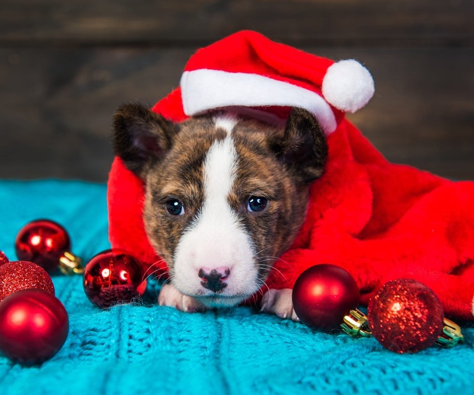 Обои новый год, щенок, мордашка, рождество, питбультерьер, питбуль, колпак санты, new year, puppy, face, christmas, pit bull terrier, pit bull разрешение 2000x1367 Загрузить