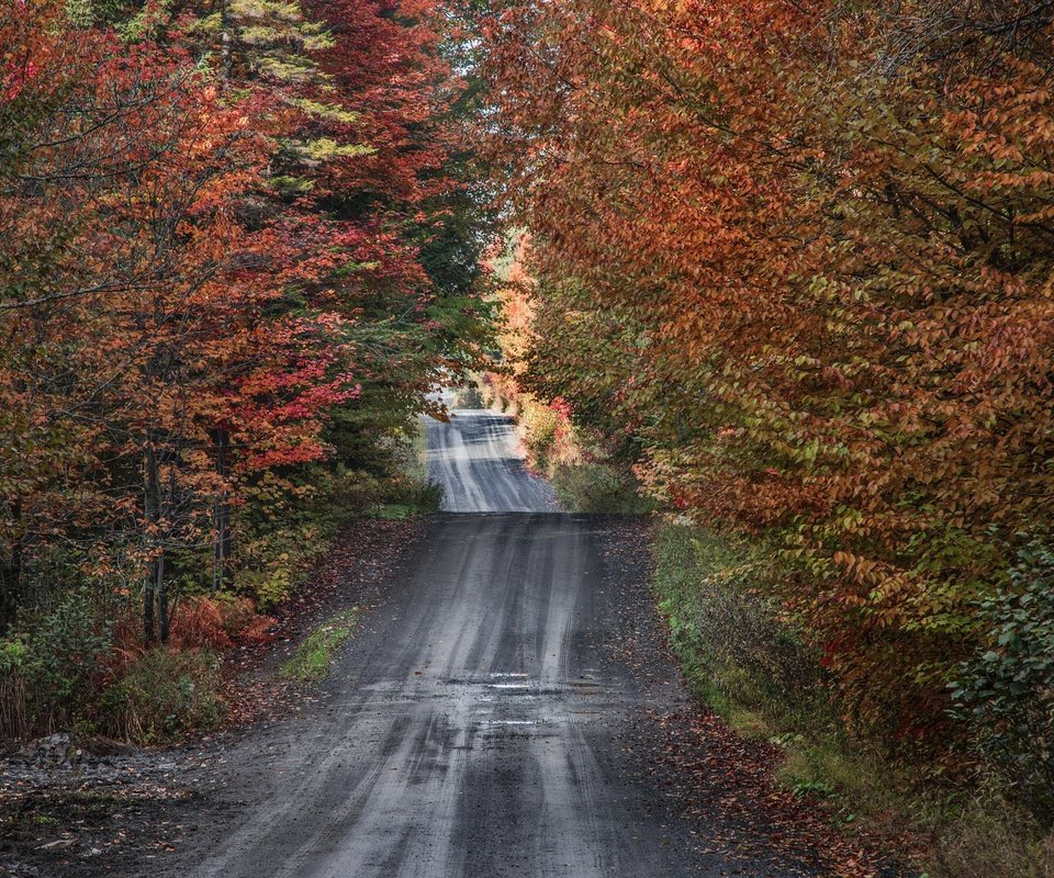 Обои дорога, деревья, природа, лес, осень, road, trees, nature, forest, autumn разрешение 3840x2160 Загрузить