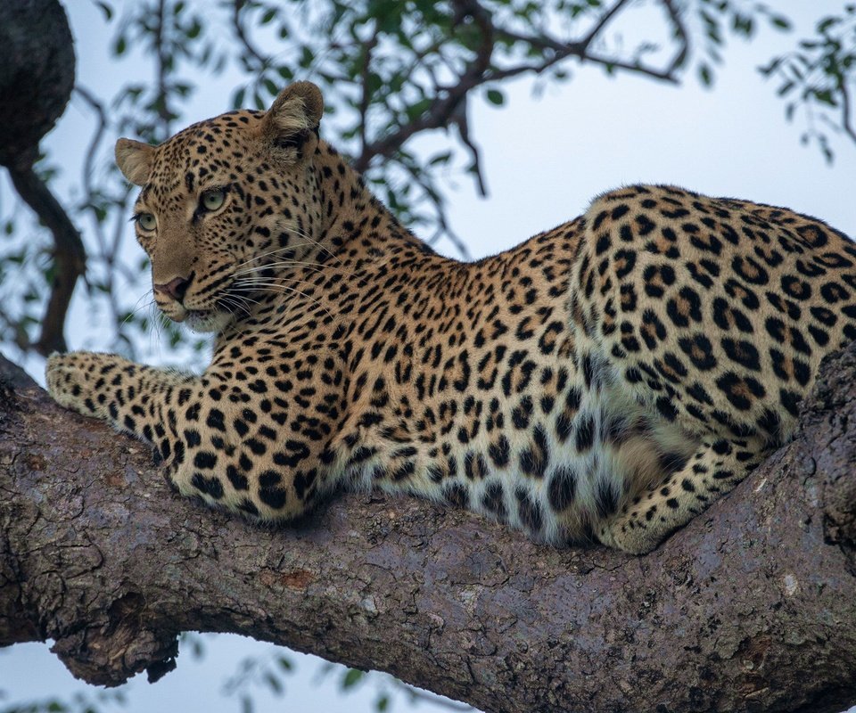 Обои леопард, дикая кошка, на дереве, leopard, wild cat, on the tree разрешение 2048x1365 Загрузить